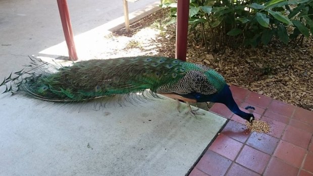 Kevin was often hand-fed by the staff at Dakabin State High School.