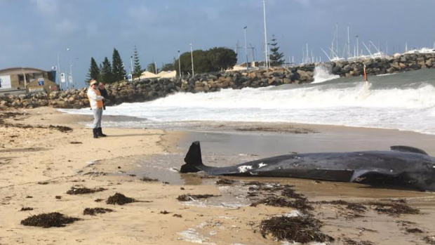 Crowds gathered on Bathers Beach on Fremantle on Saturday morning after a whale carcass washed ashore.
