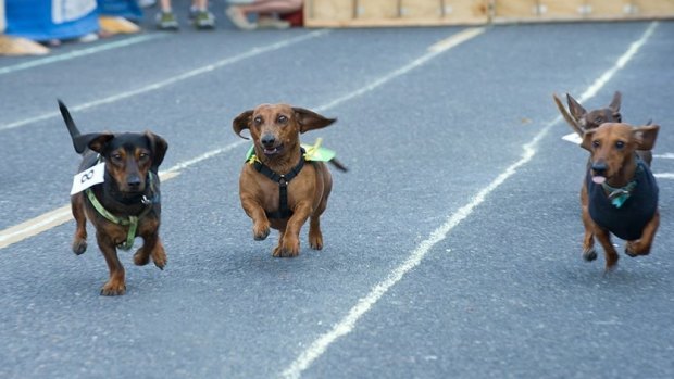 Just like the Melbourne Cup, but with Dachshunds. Photo by Katrina Sherlock.