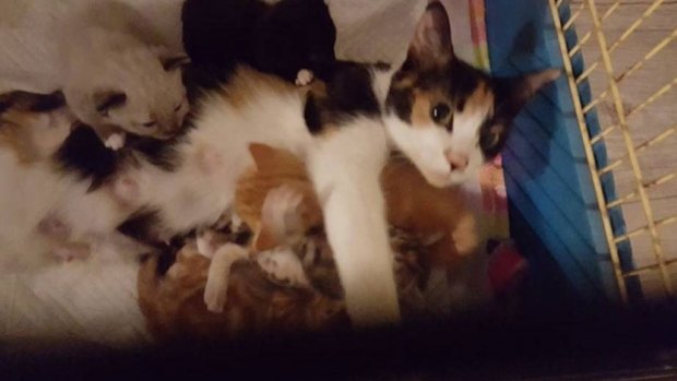 Princess the cat was left unable to walk just days after delivering a litter of kittens. 