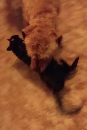 A screen shot taken from a Snapchat video found on Kennedy's phone, where he encourages the dog to maul a black kitten.
