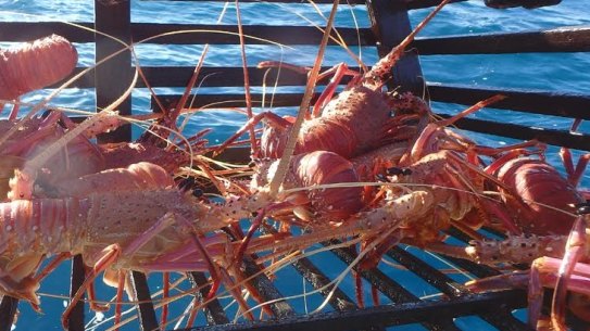 The 'white run' usually provides a bumper catch.