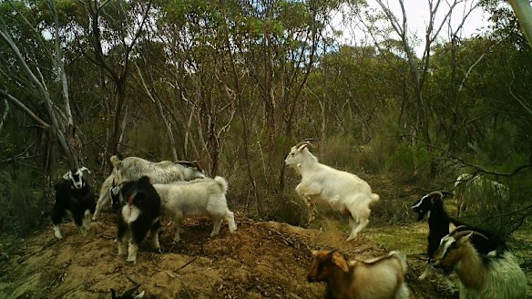 PestSmart Feral Photo Competition: Invasive species in focus