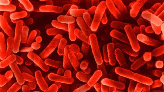 Legionella bacteria can cause a bacterial lung infections in people who are elderly or have other illnesses.