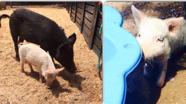 Missy, the smaller white pig, and Morris survived the attack but suffered puncture wounds.