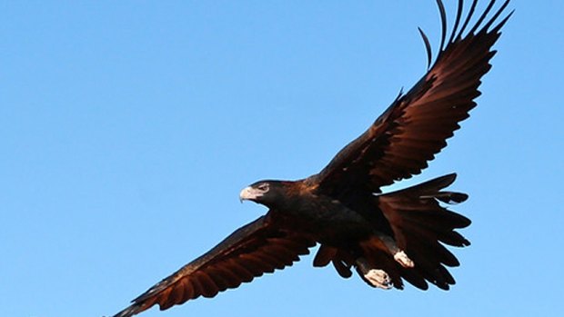 Wedge-tailed Eagles are big solid birds that soar high above and swoop down to take their prey - an apt description for the tall timber of West Coast.