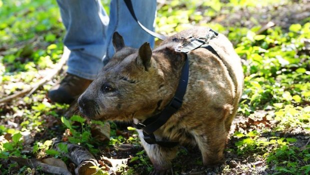 A wombat called Katie takes a walk at Rockhampton Zoo.