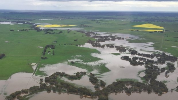 Yellow fields of canola can be see from the air above the flooded Glenelg River earlier this week