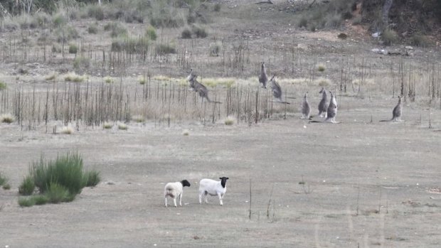 The two sheep show up everyday in the Captains Flat paddock with the mob of kangaroos.