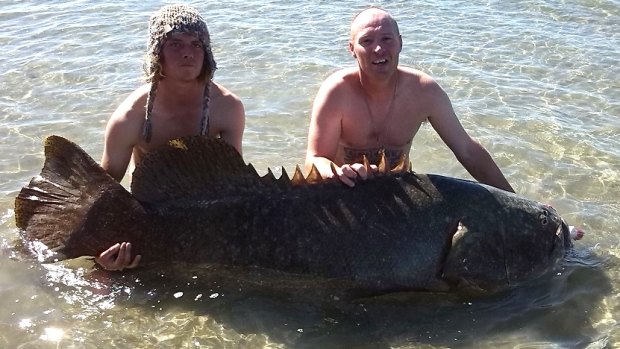 Hervey Bay fishermen Chad Runnalls and Dylan Brooking with the groper, believed to weigh more than 100kg.