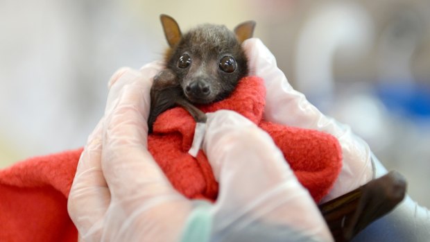 Baby flying foxes being cared for at the Australia Zoo Wildlife Hospital.