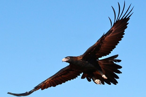 In A Fight Between An Eagle And A Hawk Which Would Win