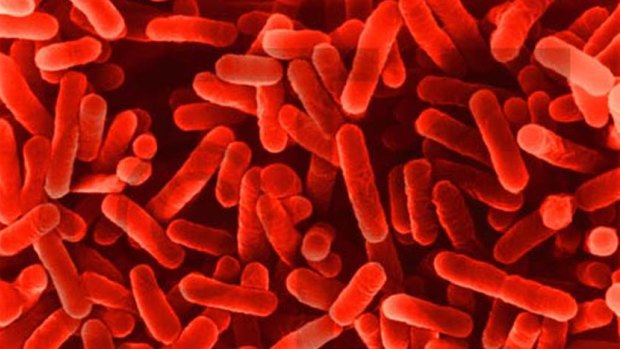 Legionella bacteria can cause a bacterial lung infections in people who are elderly or have other illnesses.