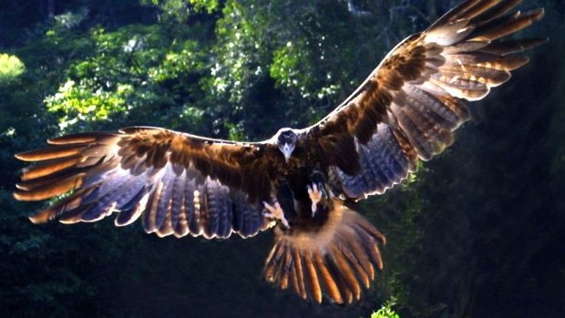 A woman was attacked by a wedgetail eagle in Currumbin on Tuesday.