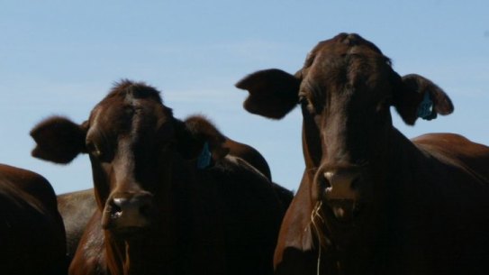 With Chinese funds, Bindaree says it could double its daily cattle cull and turbocharge its growth. 