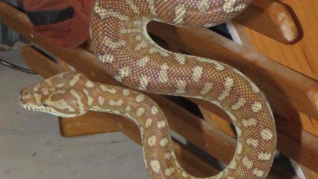 Close-up of python found seeking heat behind a fridge in a Queanbeyan garage. 