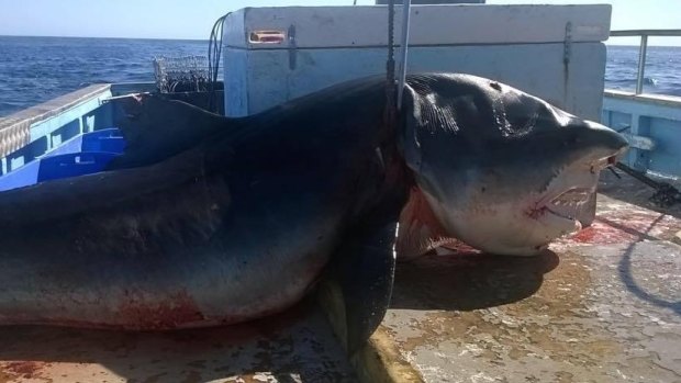 A gigantic, four-metre tiger shark, shown in Facebook photos, was reportedly caught off Nine Mile Beach, on the Tweed Coast, in the past few days. 