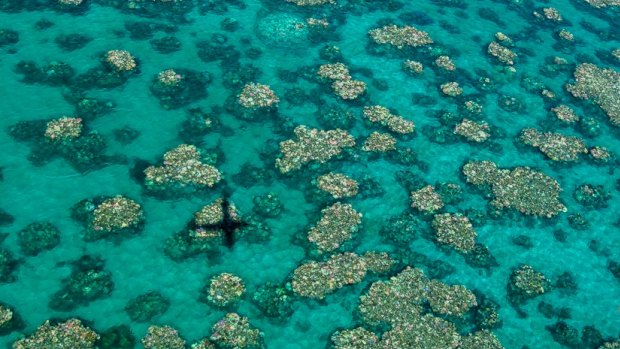 The central regions of the Great Barrier Reef have been hardest hit this year.