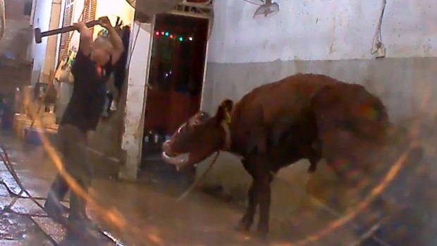 Footage depicts a bull being sledgehammered to death in Vietnam. 