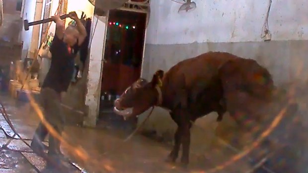 Footage depicts a bull being sledgehammered to death in Vietnam. 