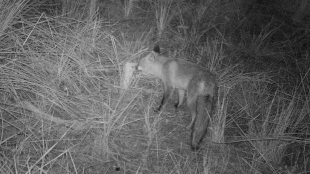 A fox hunting in Gwelup bushland.