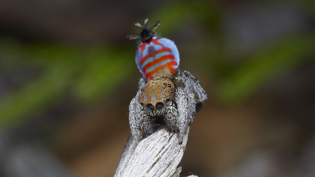 A Maratus jactatus, aka "Sparklemuffin".