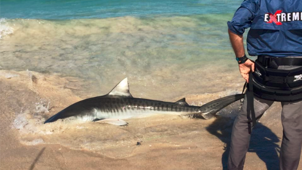 Three tiger sharks were spotted close to shore at City Beach and Floreat on Saturday, with a fisherman catching two of them.