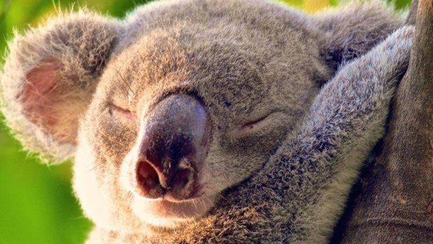 Koala numbers may be monitored from the air in Queensland.