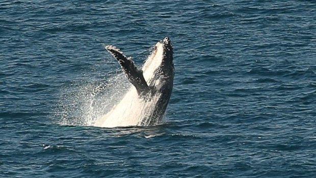 A humpback whale off the Australian coastline.