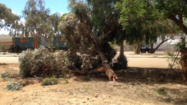 The tree that the car ploughed into at Jennapullin was snapped in two.