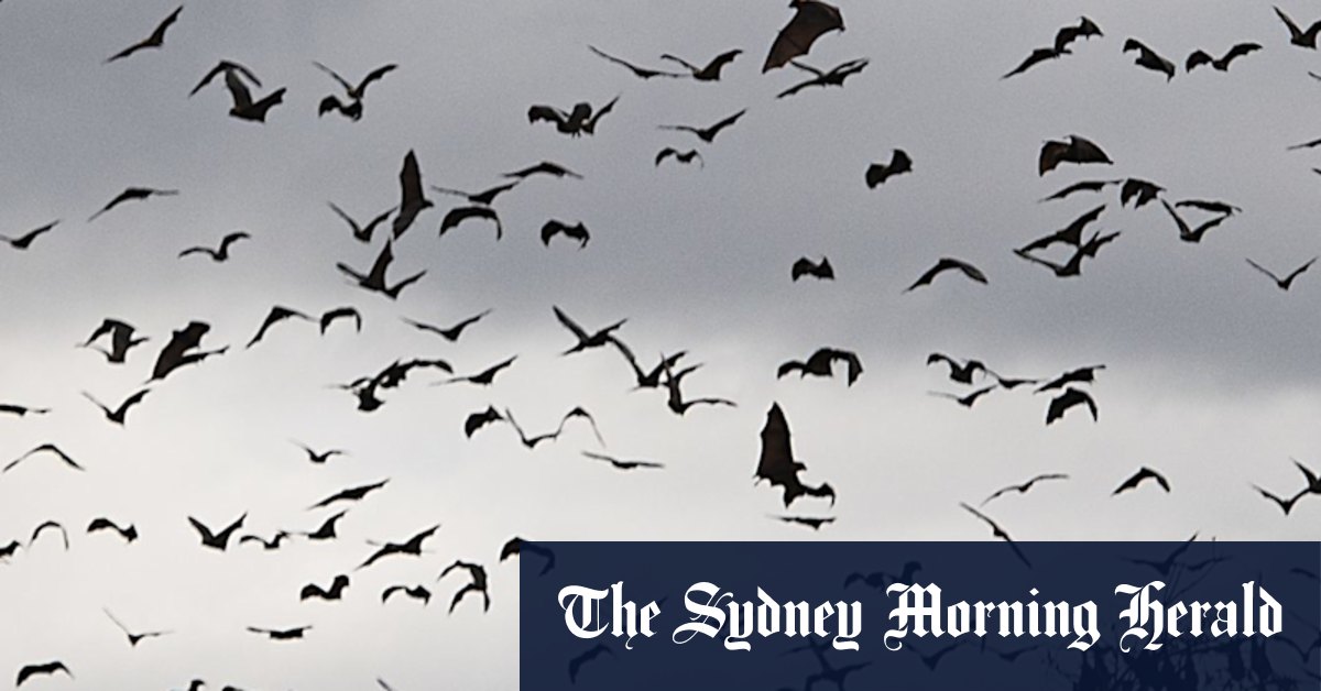 ‘No effective treatment’: Man dies in NSW’s first case of rare bat disease