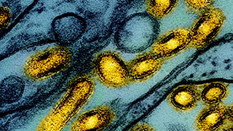 H5N1 arrival in Australia puts spotlight on next potential global health crisis