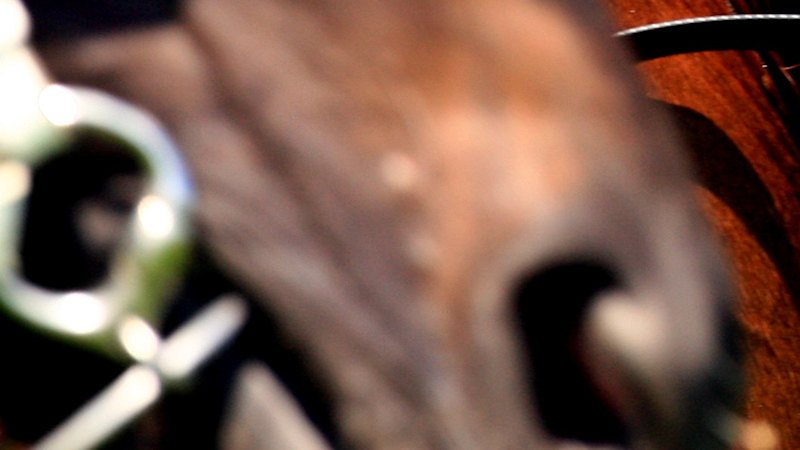 Glorious Moments beckon for talented gelding: trainer