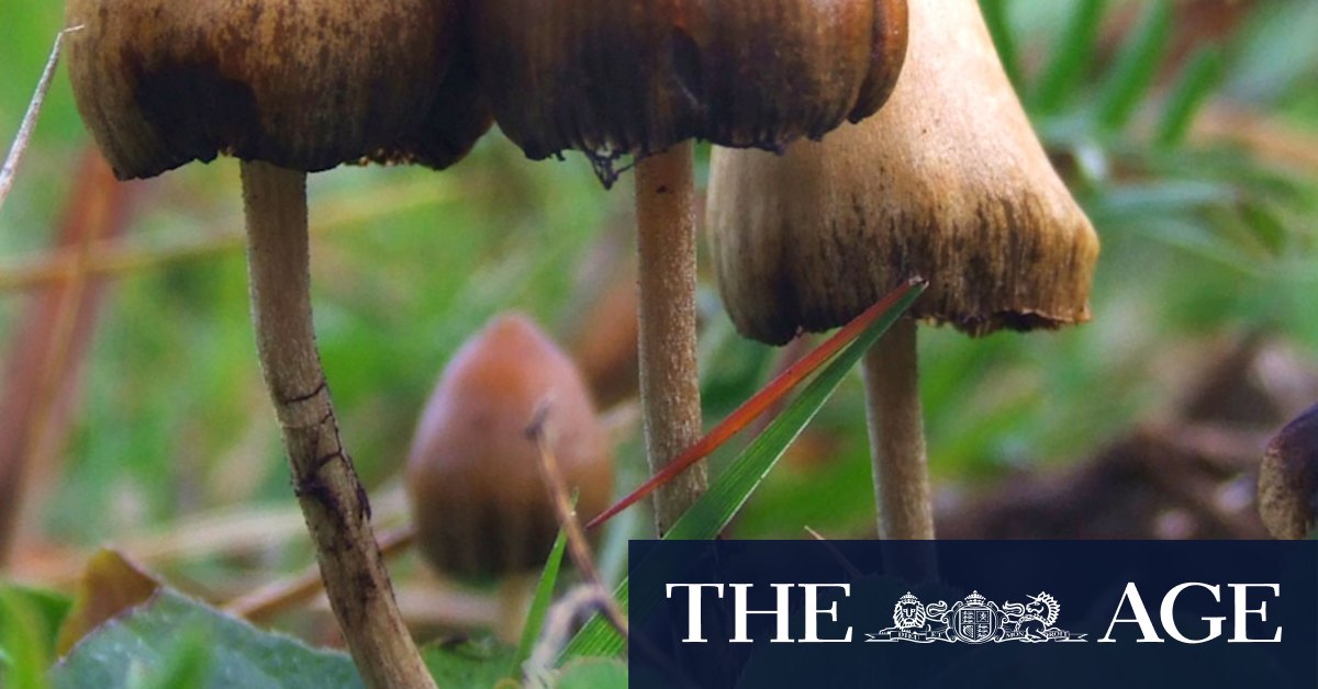 'Better treatments': Government to fund psychedelic drugs trials to treat mental illness - Vimarsana News
