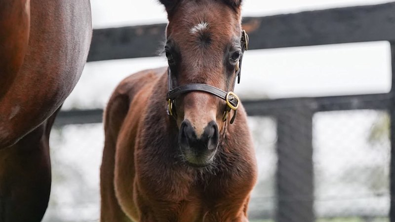 Winx foal: Legendary racehorse gives birth to third healthy filly by ...