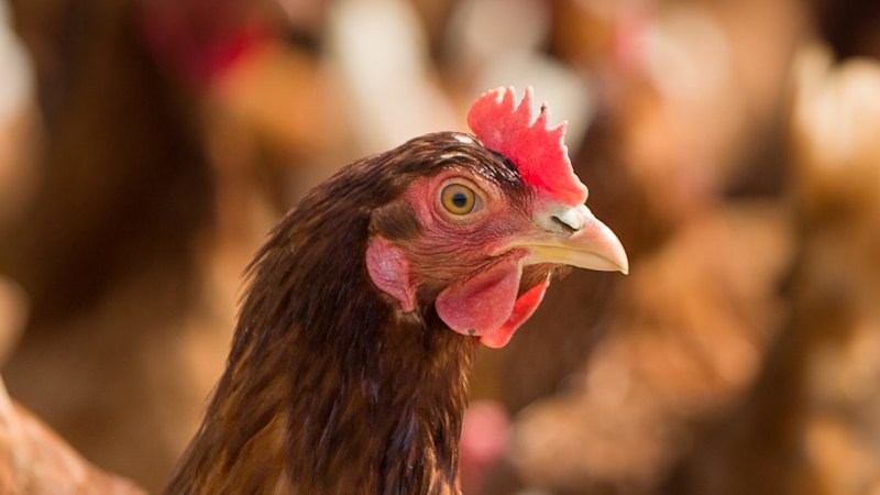 Experts cagey over free-range chickens as bird flu cases grow