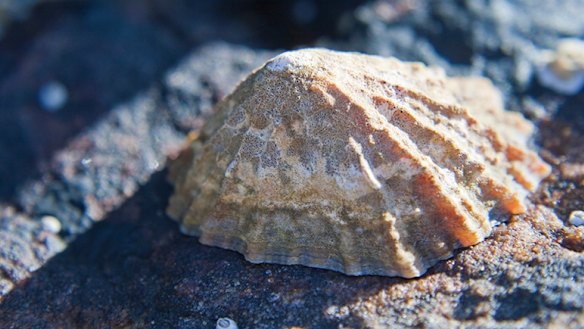 The teeth of shelled aquatic creatures called limpets are the strongest biological material on Earth.