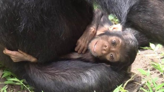 XT11, an infant chimp with Down syndrome, survived far longer than predicted thanks to her mother's care.