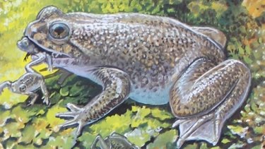 An artist's impression of the southern gastric brooding frog in its natural habitat