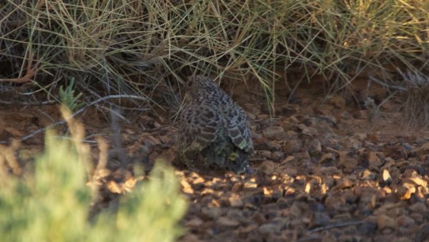 This is the first fledgling night parrot ever photographed