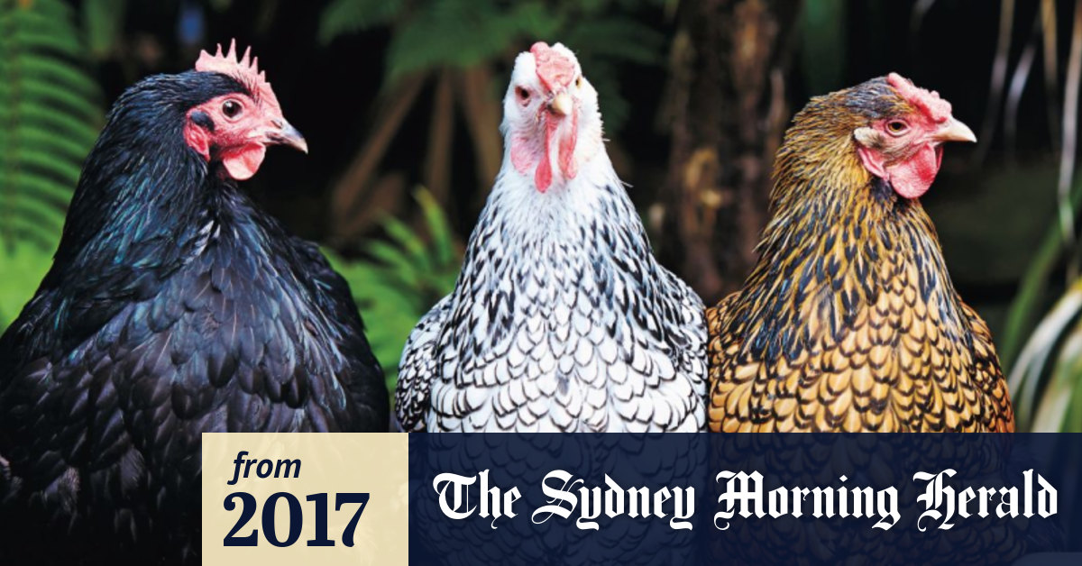Backyard Chooks World S Easiest Pet Or Ethical Minefield