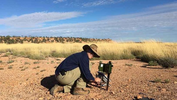 Nick Leseberg in the field in Western QLD where he is studying the elusive Night Parrot.