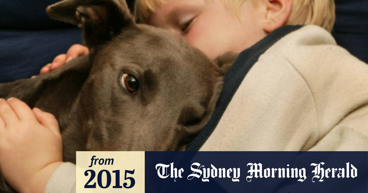 Why Dogs Attack Babies Unfamiliarity Smell Sound And Gaze Can Contribute