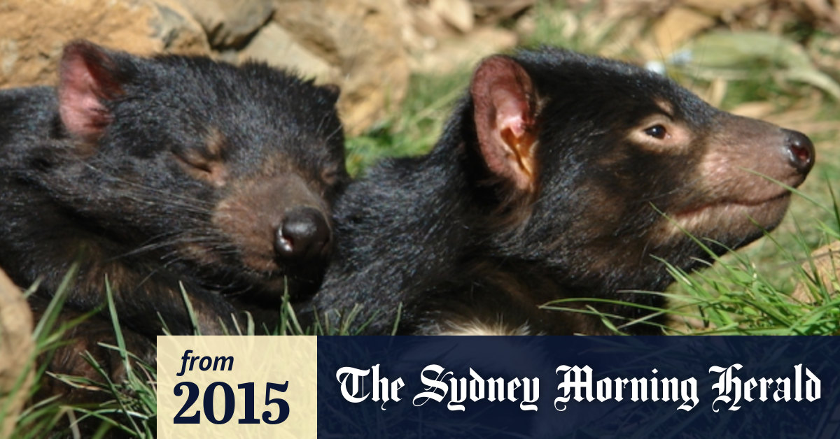 ''Huge'' step forward with devil cancer vaccine