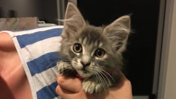 The kitten was rescued after being thrown from a car in Bunbury.