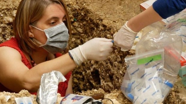 Extracting DNA from a dig at Les Cottes, France. 