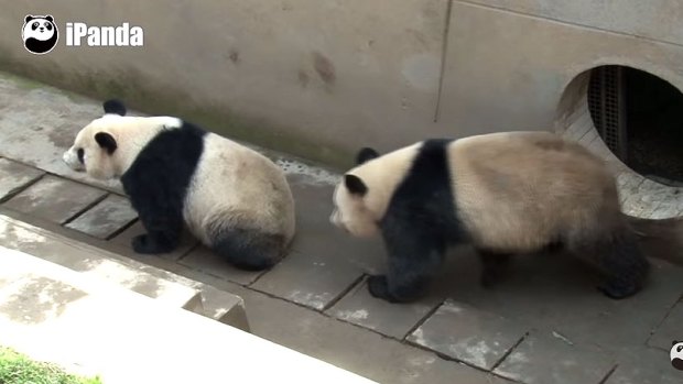 Lu Lu the panda has broken the record for the longest mating session with Xi Mei. 