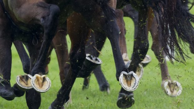 Horse deaths are under investigation over a possible link to a vaccine. 