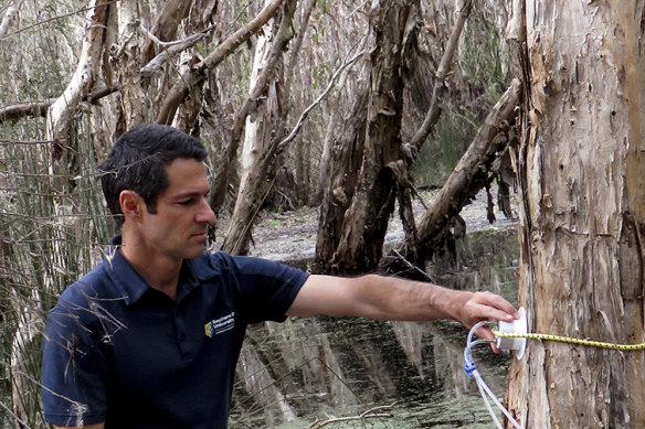 Luke Jeffrey takes methane samples from wetland paperbark trees.