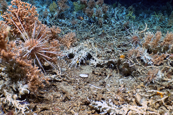 Urchins on live coral with fossil coral, the foundation of the newly discovered live reef, in the background.